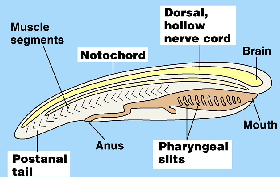 <p>Notochord, dorsal hollow nerve cord, pharyngeal slits, and post-anal tail</p>