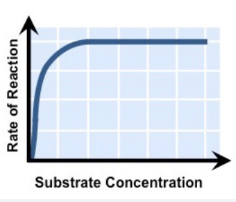 <ol><li><p>increases because more collisions between substrate and active site</p></li><li><p>plateau phase because most active sites are occupied</p></li></ol>