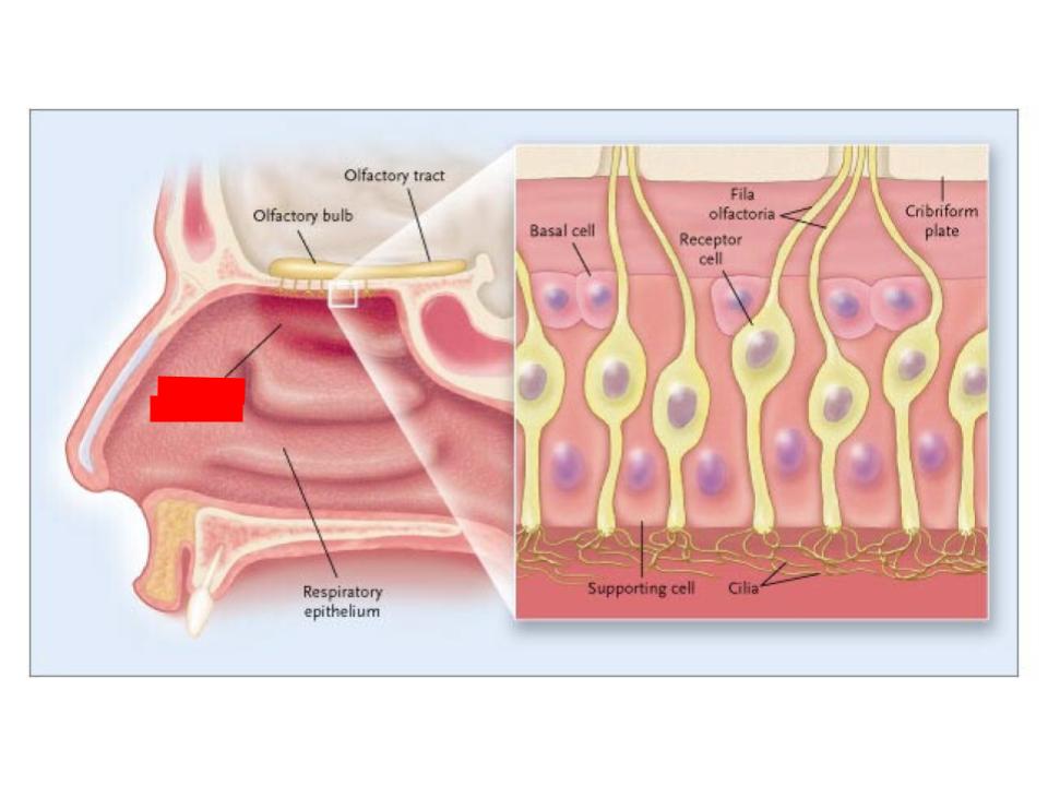 <p>Mucous membrane</p>