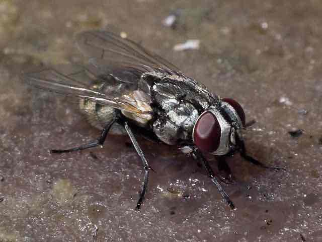 <p></p><p><em>Musca vetussima</em></p>