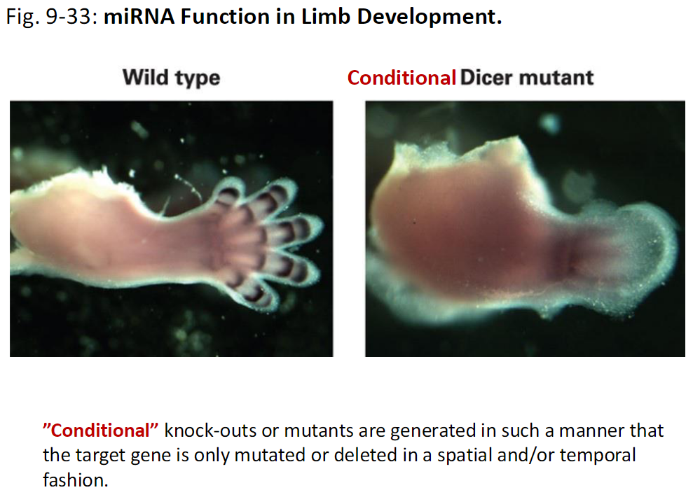 <p><strong>Observation</strong><br> Wild type – normal limb development<br> Conditional Dicer mutant – limb development is disrupted</p><p><strong>Conditional Knock-Outs</strong><br> Target gene is mutated only in specific tissues or at specific times, not throughout the whole organism</p><p><strong>Figure Reference</strong><br> Fig. 9-33</p>