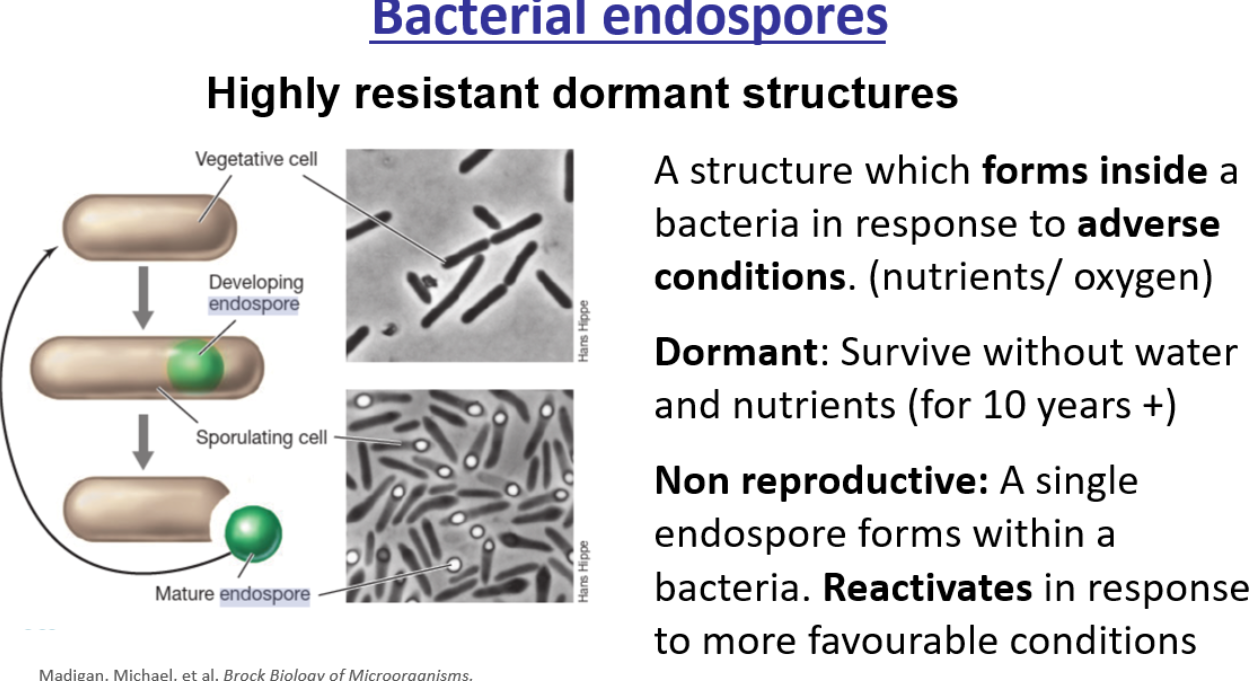 <p>they are also resistant to uv radiation, freezing high temps and most disinfection </p><p>difficult to kill due to being metabolically inactive </p><p>e.g C.diff which causes hospital associated diarrhoea </p>