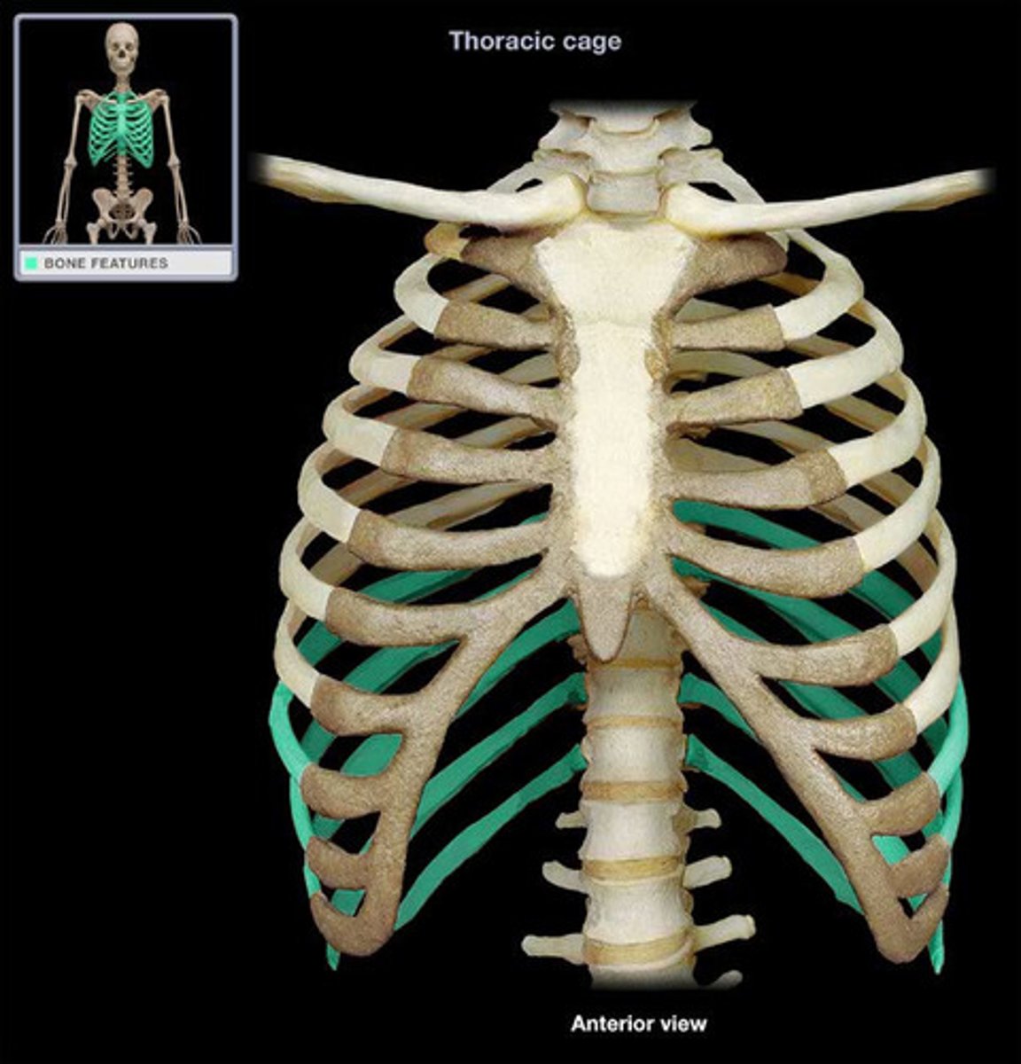 <p>attached posteriorly to vertebrae T8 - T12; they are not directly attached to the sternum</p>