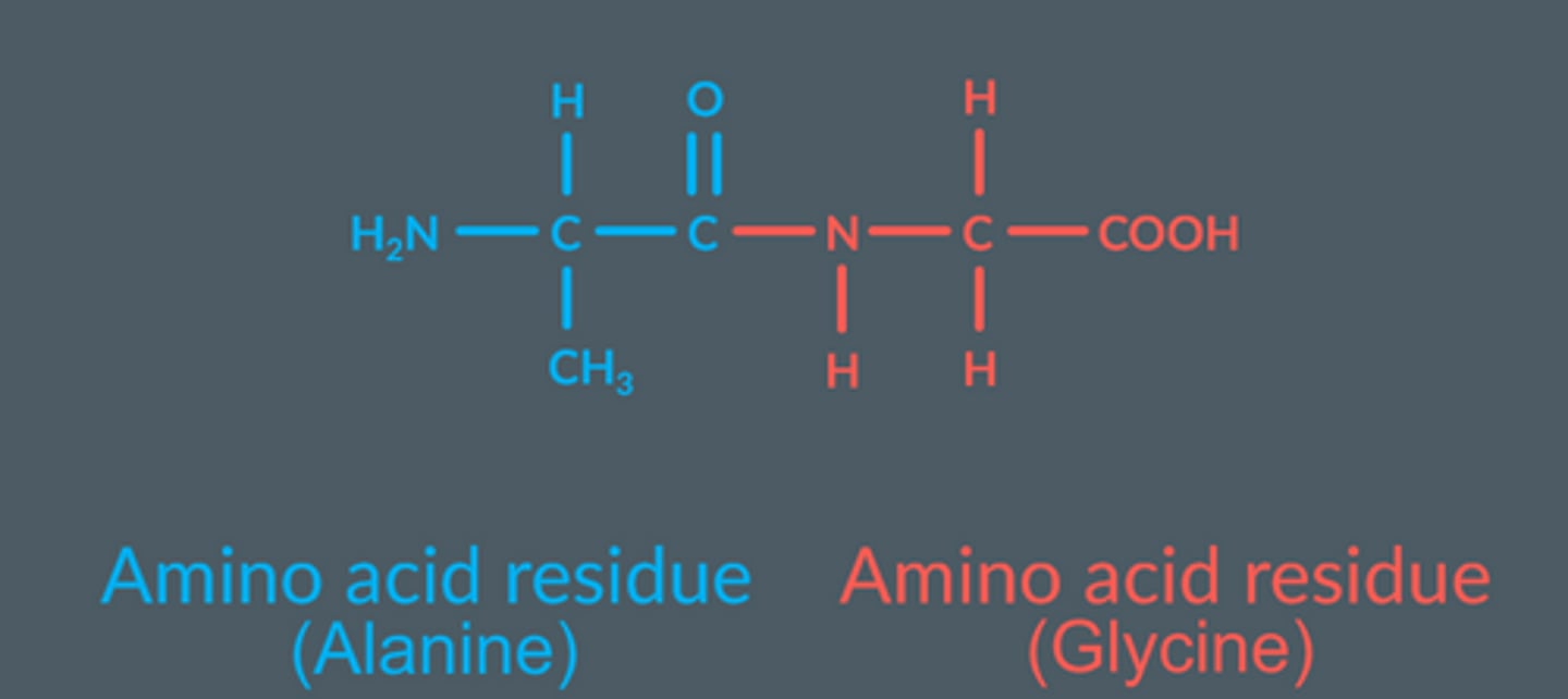 <p>Leftover parts of an amino acid</p>