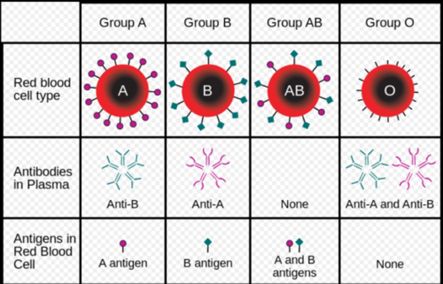 <p>Glykolipider och glykoproteiner finns på erytrocyternas (röda blodkroppar) yta och de känns igen av kroppens immunförsvar</p>