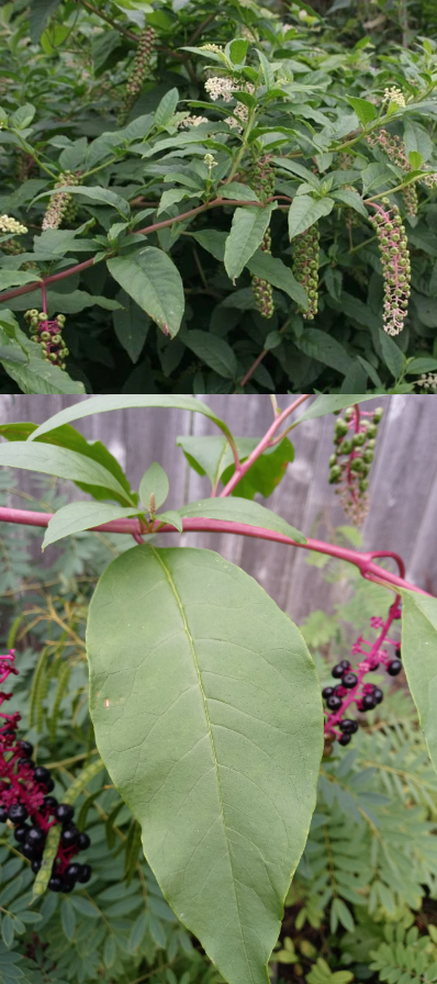 <p>What is the scientific name (genus and specific epithet) of this plant?</p>