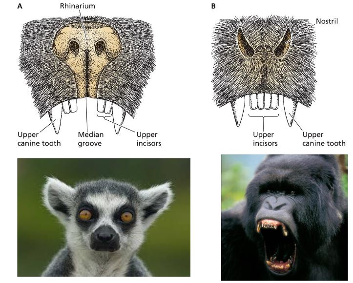 <p>A is a species from Primate suborder _________________</p>