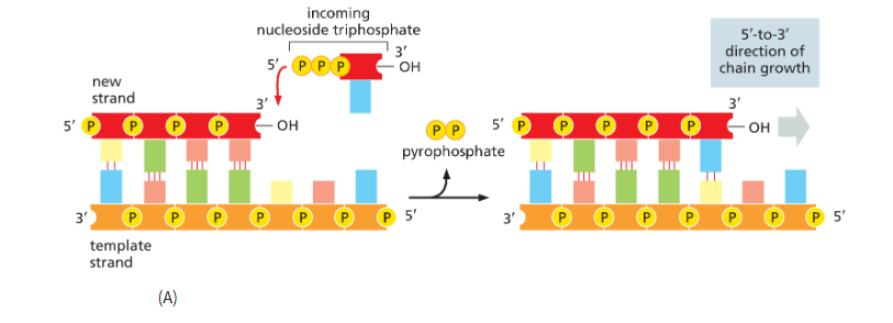 <p> involves the formation of a phosphodiester bond between the 3ʹ end of the growing DNA chain and the 5ʹ-phosphate group of the incoming nucleotide</p><ul><li><p>energy for polymerization is provided by the incoming deoxyribonucleoside triphosphate itself: hydrolysis of one of its high-energy phosphate bonds drives the reaction that links it to the chain, releasing pyrophosphate which is hydrolyzed to 2 molecules of P, making the rxn irreversible</p></li></ul><p></p>