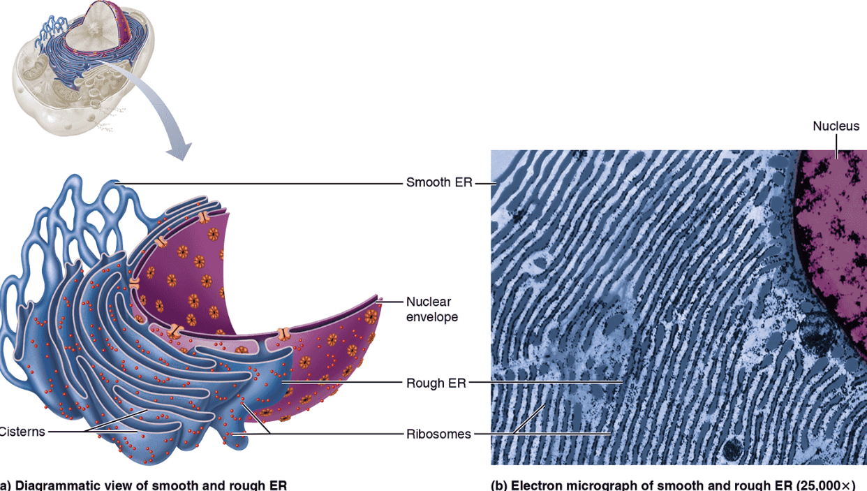 <p>Rough Endoplasmic Reticulum (RER)</p>