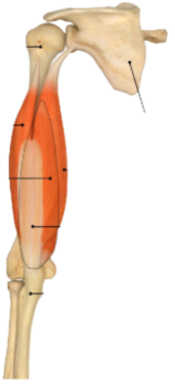 <p>C7-C8, forearm extension.</p>