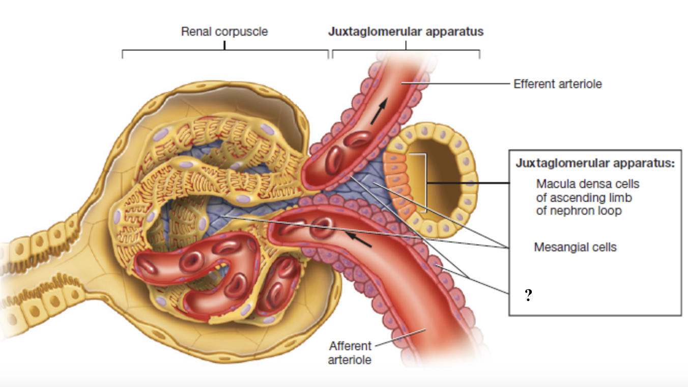 <p>specialized smooth muscles cells found on the afferent arteriole </p><ul><li><p>store and secrete the enzyme renin which starts chain reaction to increase blood pressure and maintain filtration</p></li></ul><p></p>