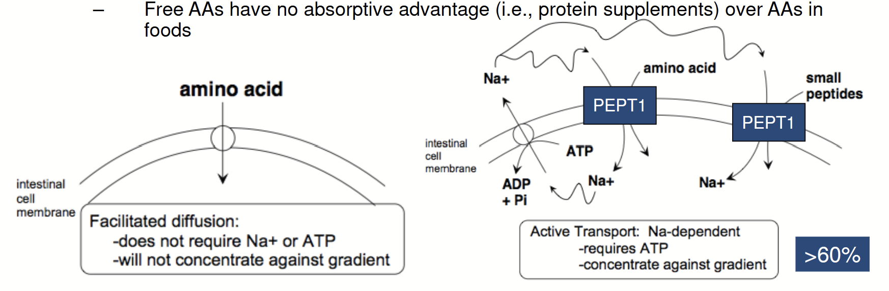 <p>Most amino acids are absorbed in the upper small intestine.</p><p>Two ways: </p><ul><li><p><strong>Facilitated diffusion</strong> (along favourable concentration gradient).</p></li><li><p><strong>Active transport </strong>(&gt;60% of AAs are absorbed this way); via peptide transporter 1 (PEPT1).</p></li></ul><p>Evidence suggests that:</p><ul><li><p>Essential AAs may be absorbed faster than non-essential AAs.</p></li><li><p>Competition for absorption exists between AAs.</p></li><li><p>Free AAs have no absorptive advantage (i.e., protein supplements) over AAs in foods (always better to take full AA source to avoid AA imbalance).</p></li></ul><p></p>