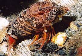 * 2-3 in. length
* short, stocky, curled body
* “crawl” along bottom with pectoral fins