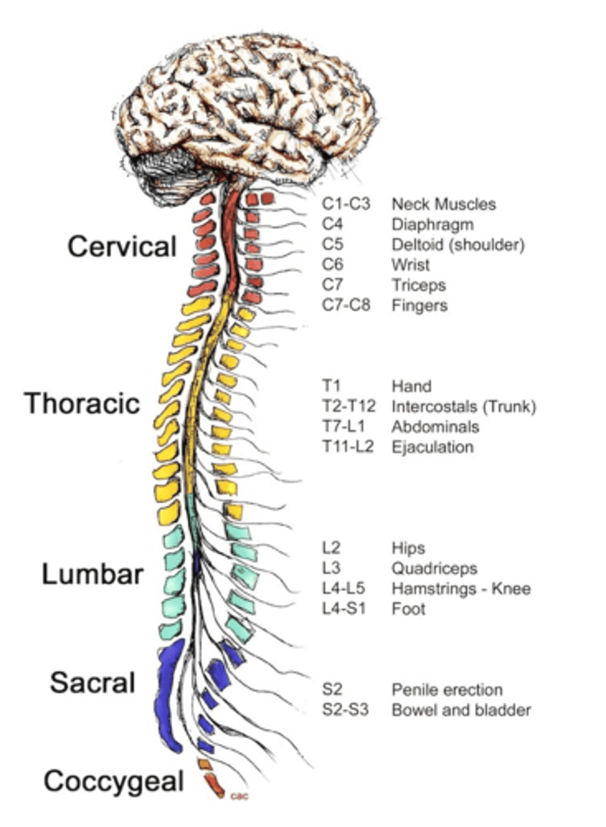 <p>brain and spinal cord</p>