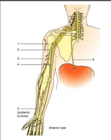 <p>(2) Musculocutaneous nerve function</p>