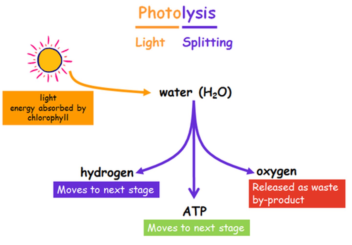 <p>The splitting of water using light energy</p>