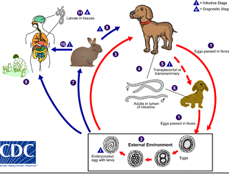 <p>&nbsp;Unembryonated eggs take 1 – 3 weeks to become infective in external environment.</p><p>Humans=accidental dead-end hosts-infected by ingesting eggs on dirty hands or contaminated food/water- larvae migrate to viscera or eyes.</p>