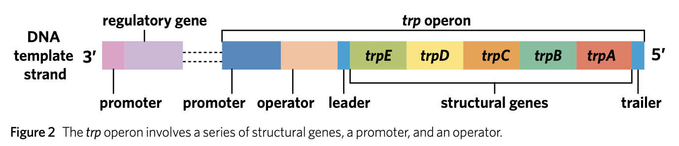 * has two promoters because one for each gene type
* the regulatory gene is always expressed