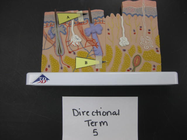 <p>Directional Term </p><p>Lab Image 1-4</p>