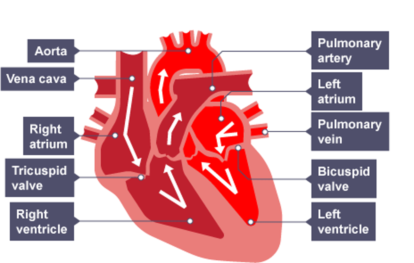 <p>The heart is split into four chambers - the right atrium, the right ventricle (our left), the left atrium and the left ventricle (our right).</p><p>The right atrium receives deoxygenated blood from the vena cava which moves through the right ventricle and is pumped to the lungs from the pulmonary artery. From the lungs, oxygenated blood is pumped back to the left atrium through the pulmonary vein and then goes through the left ventricle to be pumped around the rest of the body through the aorta.</p>