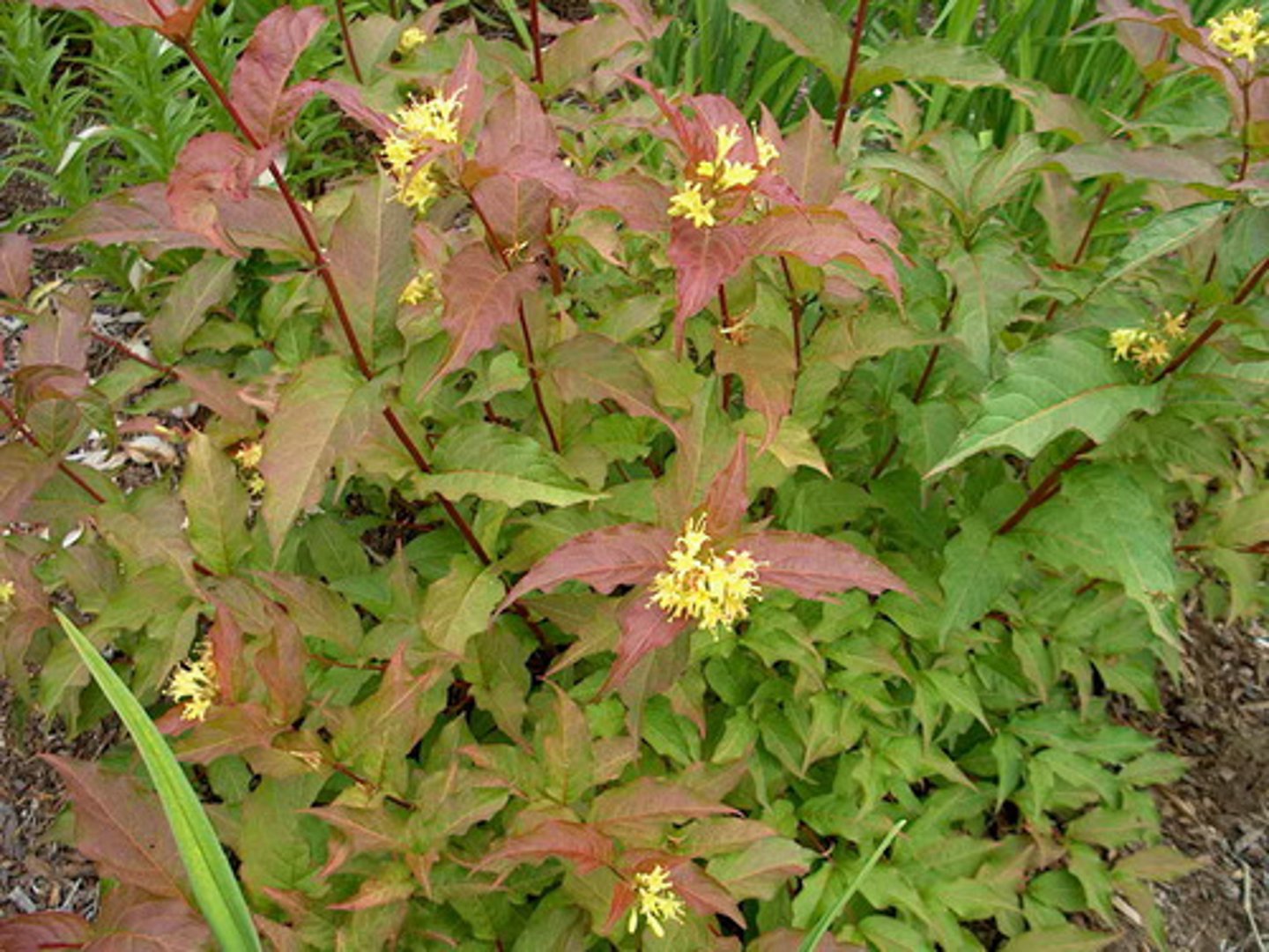 <ul><li><p>elongate toothed leaves</p></li><li><p>small deciduous shrub</p></li><li><p>asexual reproduction via rhizomes and sexual reproduction</p></li></ul><p>Genus</p>