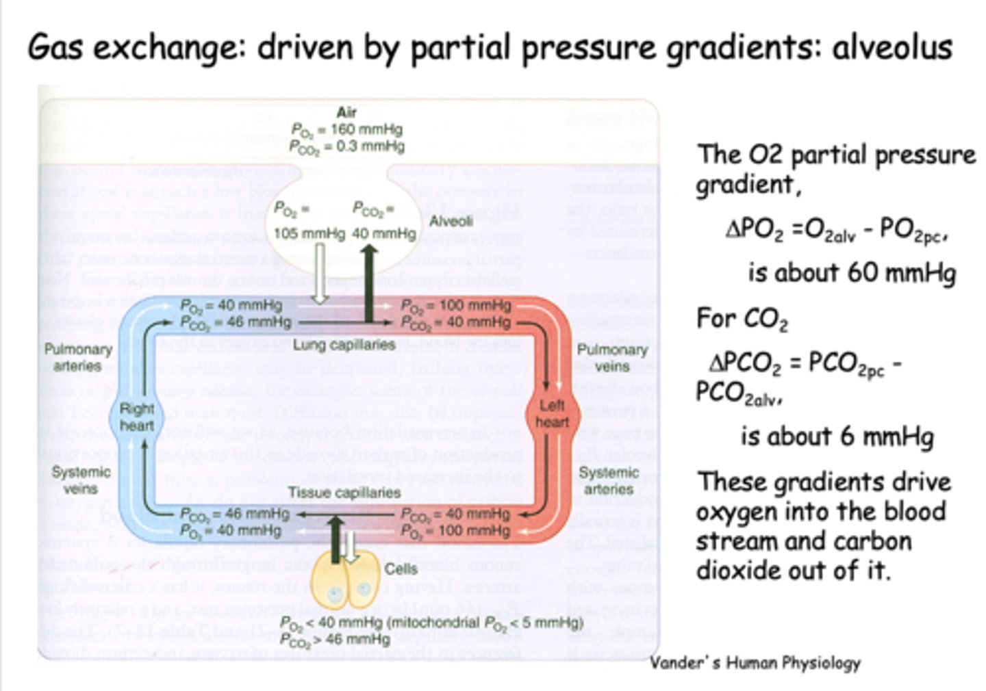 <p>Partial pressure gradients</p>