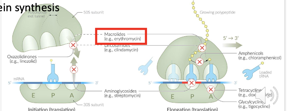 <p>They cause <strong>misreading of mRNA, l</strong>eading to <strong>incorrect amino acids</strong> and <u>nonfunctional </u>proteins.</p>