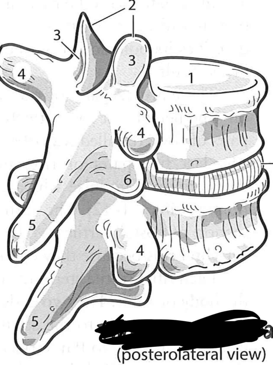 <p>Thoracic vertebrae</p>