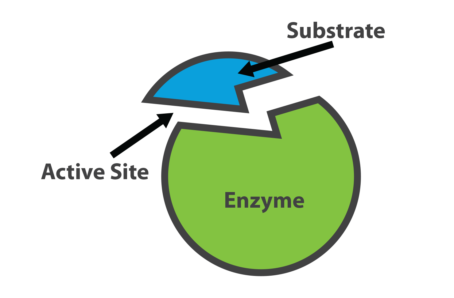 <p>enzyme</p>