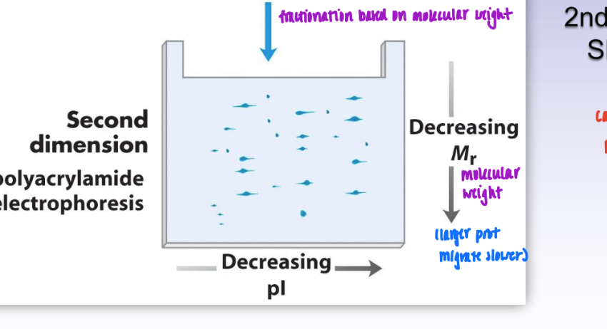 <ul><li><p>1st dimension = isoelectric focusing</p><ul><li><p>fractionation based on pI</p></li><li><p>prot fall in order of decreasing pI</p></li></ul></li><li><p>2nd dimension = SDS-PAGE</p><ul><li><p>based on molec weight</p></li></ul></li><li><p>= leads to much better &amp; more complex sep of proteins</p></li></ul><p></p>