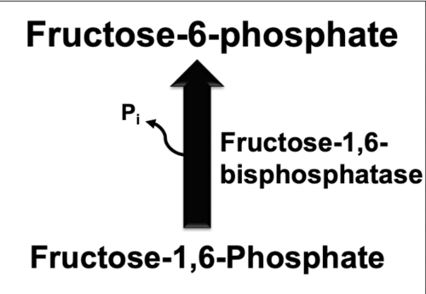 <p>OPPOSITE OF PFK-1</p><p>activated by</p><p>-ATP</p><p>-citrate</p><p>inhibited by:</p><p>-fructose 2,6 bisphosphate</p><p>-AMP and ADP</p>