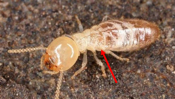 <ul><li><p>Most without wings, but hind and fore are equal</p></li><li><p>abdomen fused to the thorax</p></li><li><p>Soft-bodied</p></li><li><p>Chewing mouthparts</p></li><li><p>Queen does physogastry- grow big and lays eggs</p></li><li><p>Caste system: sterile; workers and soldiers (nasus point head)</p></li><li><p>Subterranean termites- live underground in huge colonies, and build quickly</p></li><li><p>Dry wood termites- live above ground in small colonies, and build slowly</p></li></ul>