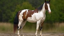 <p>Identify the breed of horse? </p>