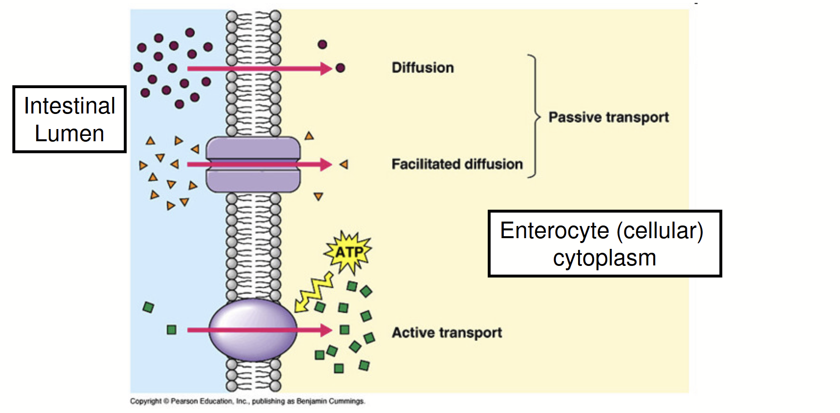 <ul><li><p>Passive transport:</p><ul><li><p>Diffusion</p></li><li><p>Facilitated diffusion</p></li></ul></li><li><p>Active transport</p></li></ul><p>Will depend on the nutrient’s:</p><ul><li><p>Solubility</p></li><li><p>Concentration gradient</p></li><li><p>Molecular size</p></li></ul><p></p>
