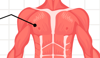 <p>responsible for the adduction of the shoulder (moving the arm towards the body) and the shoulder horizontal flexion (moving the arm forwards in front of the body).</p>