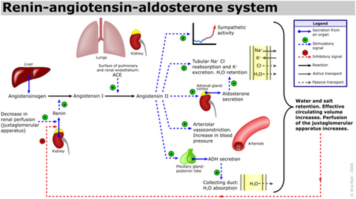 <p>It increases total peripheral resistance (TPR).</p><p>It increases mean arterial pressure (MAP).</p><p>It triggers the release of aldosterone from the adrenal cortex.</p><p>It increases blood volume.</p>