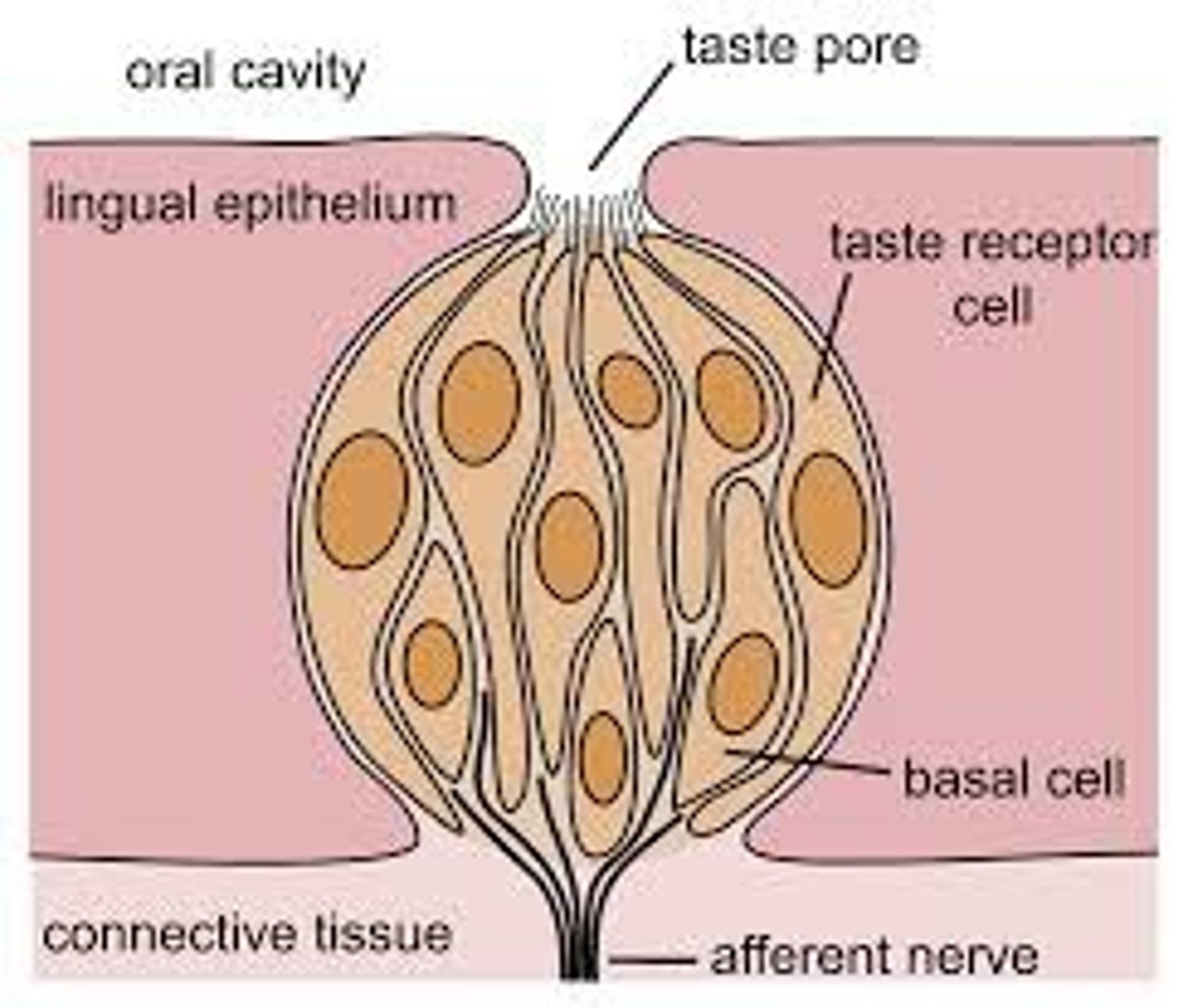 <p>conversion of one form of energy into another. In sensation, the transforming of stimulus energies, such as sights, sounds, and smells, into neural impulses our brains can interpret.</p>