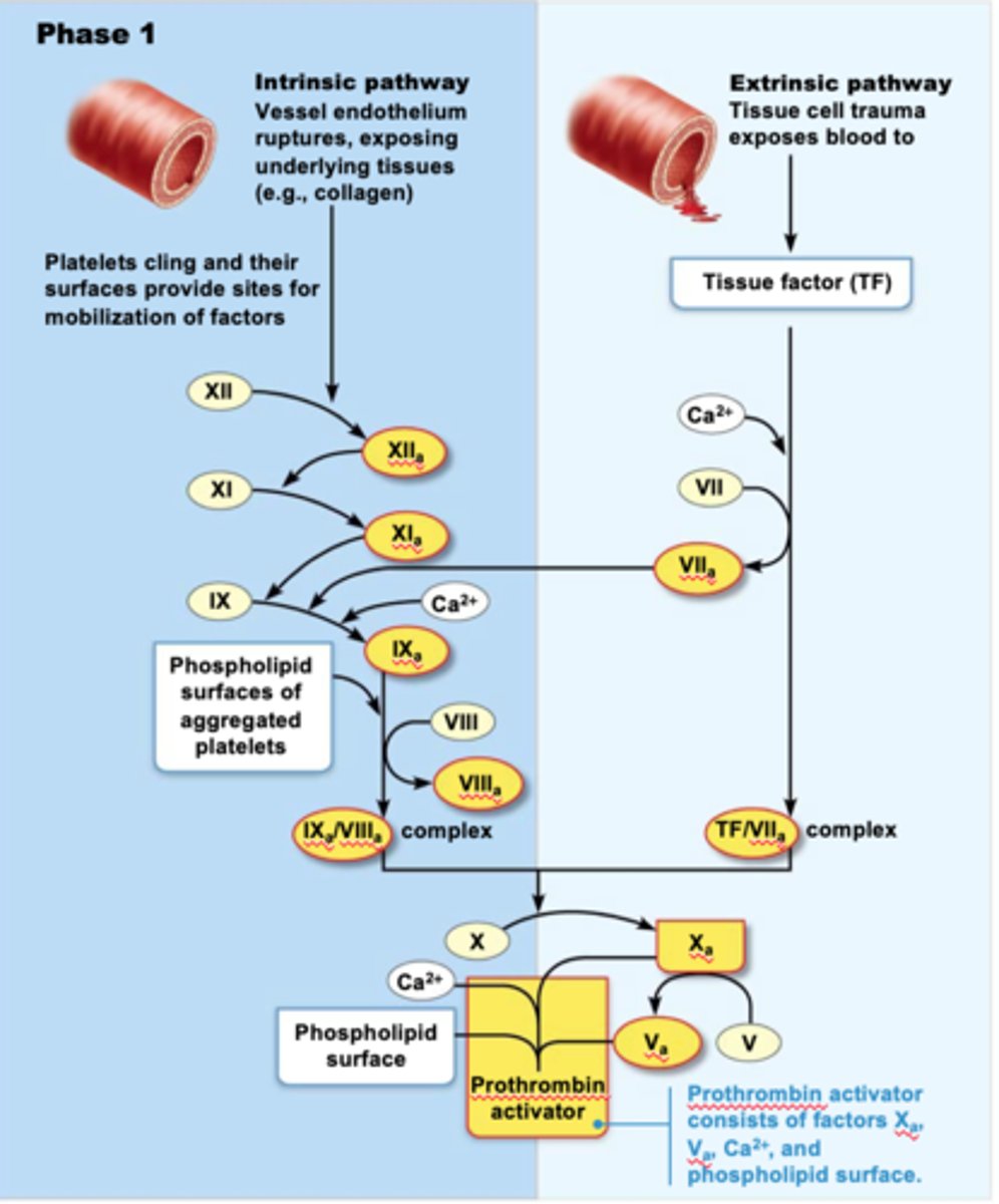 <p>Prothrombinase is activated by either intrinsic or extrinsic pathway</p>