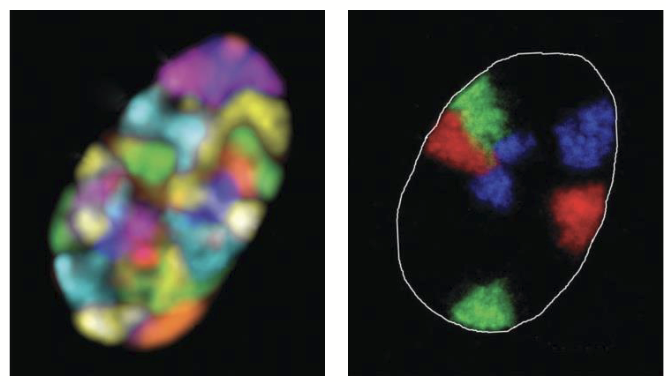 <p>During interphase, are organized into discrete subdomains within the nucleus.</p><p>Location of a gene is often related to its activity.</p><ul><li><p>Most actively transcribed genes (i.e. decondensed chromatin) are found at periphery of chromosomal “subdomains”.</p></li></ul><p></p>