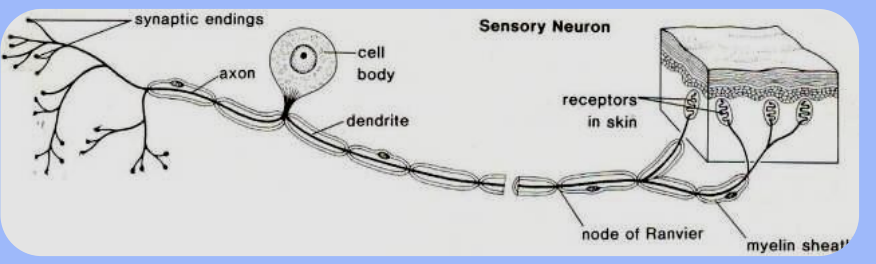 <p>In the <strong>dorsal root ganglion</strong>, off to the side</p>
