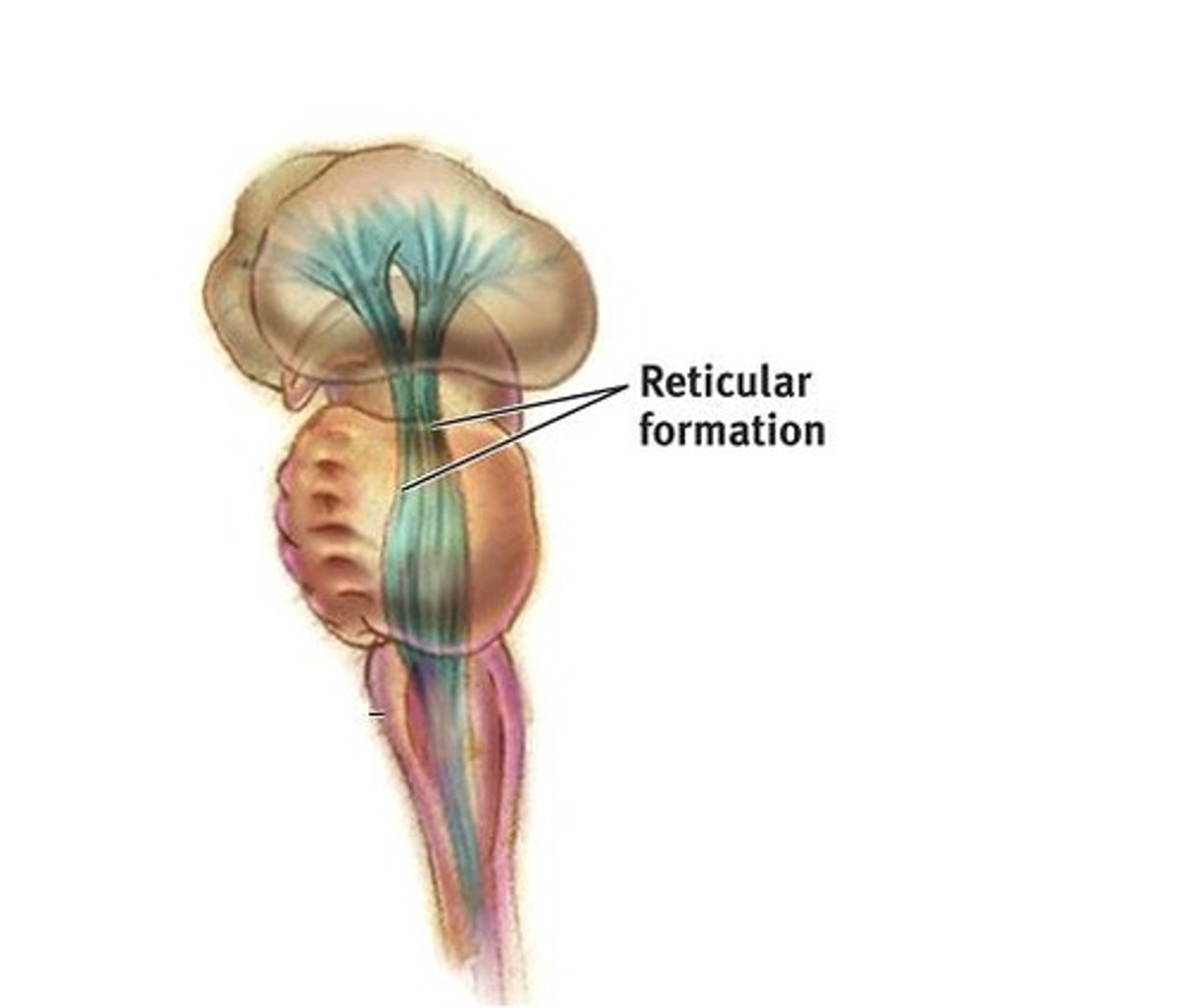 <p>A nerve network in the brainstem that plays an important role in controlling arousal.</p>