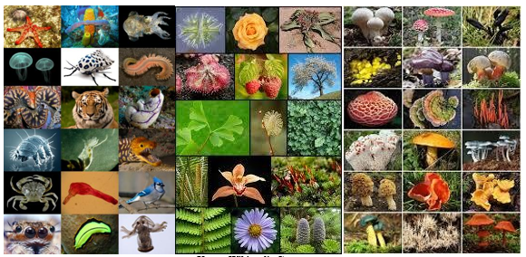 <p>Mitä biodiversiteetti tarkoittaa? (Biodiversity)</p>
