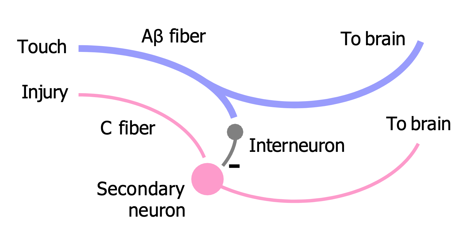 <p>When are A-beta fibres released?</p>