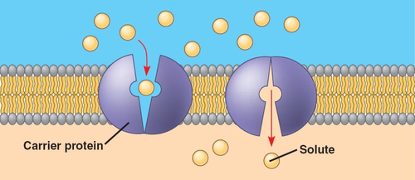 <p>the movement of molecules through proteins in a cell membrane from high to low concentration.</p>