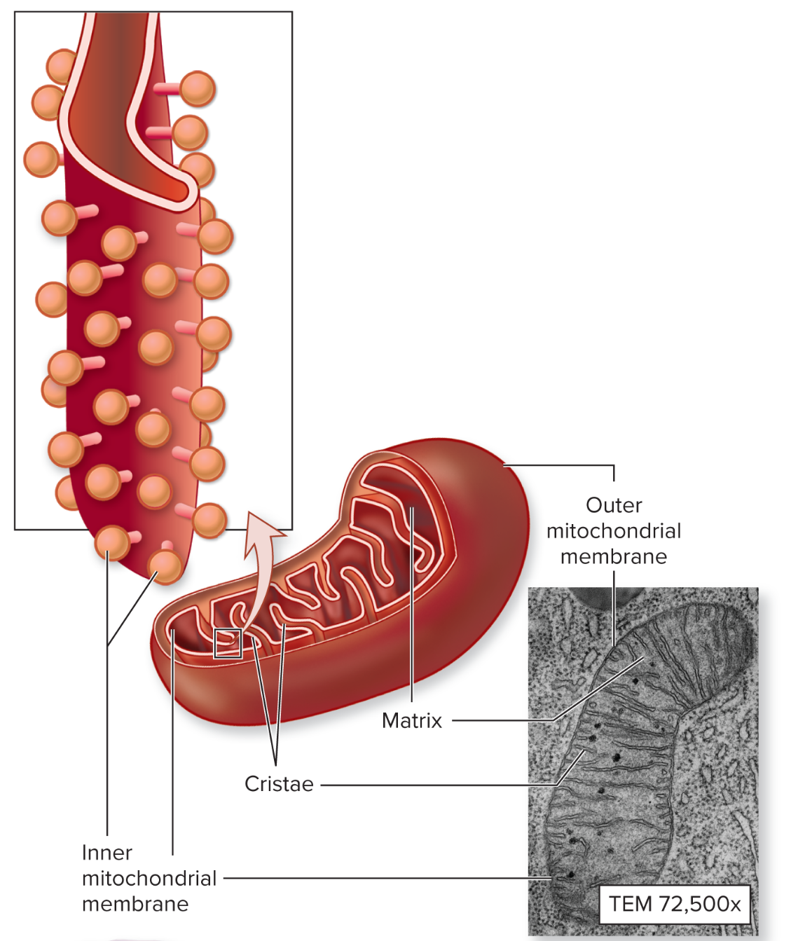 <p>What is the function of the mitochonrdion?</p>