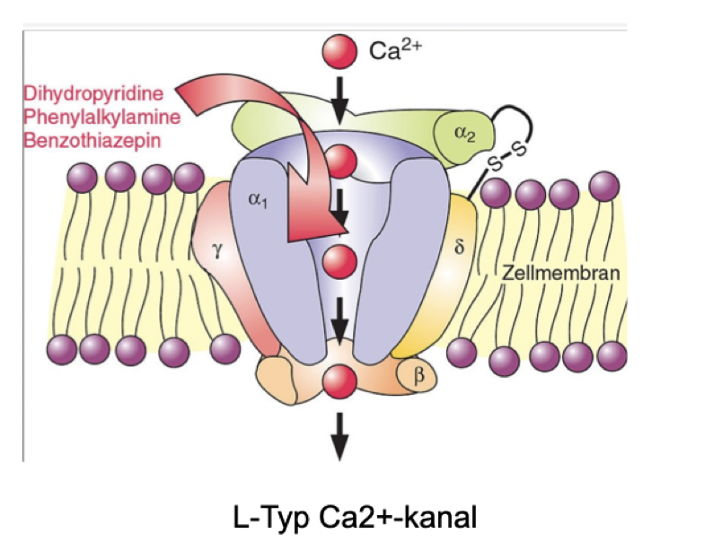 <p>De kommer binda till kanalens<strong> alfa-1-subenhet</strong> och stabilisera kanalen i dess stängda eller inaktiva konformation → influx av kalcium inhiberas. </p><p>Ca<sup>2+</sup>-kanaler kommer har vissa strukturella skillnader i deras alfa-1-subenhet vilket gör att läkemedel kan vara selektiva eller icke-selektiva. </p>