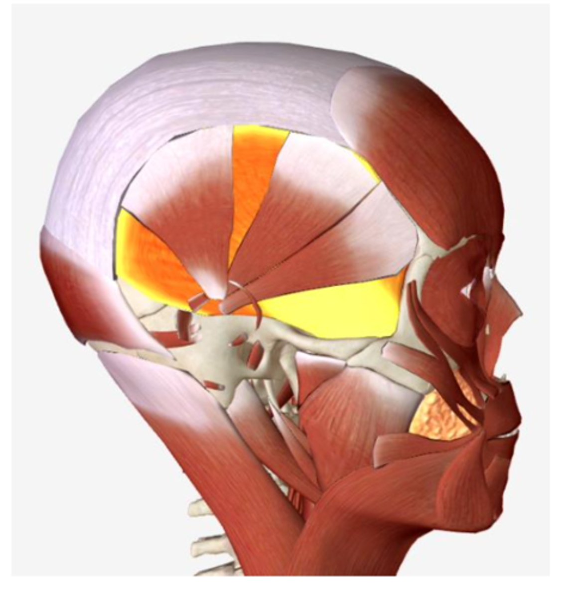 <p>39 deep portion</p>