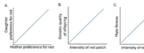 <p><span style="color: #000000">Which of the following graphs illustrate requirements for female mate preferences to evolve via Fisherian selection?</span><span style="color: #000000"><br></span><span style="color: #000000">A. A</span><span style="color: #000000"><br></span><span style="color: #000000">B. B</span><span style="color: #000000"><br></span><span style="color: #000000">C. C</span><span style="color: #000000"><br></span><span style="color: #000000">D. A&amp;C</span><span style="color: #000000"><br></span><span style="color: #000000">E. B&amp;C</span></p>