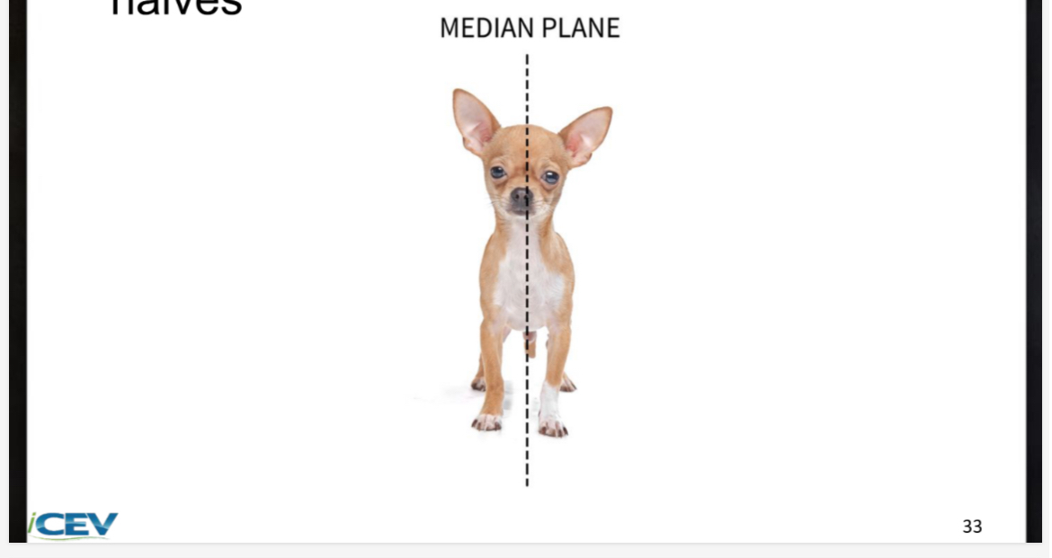 <p><span>• Divides the body into equal right and left halves</span></p>