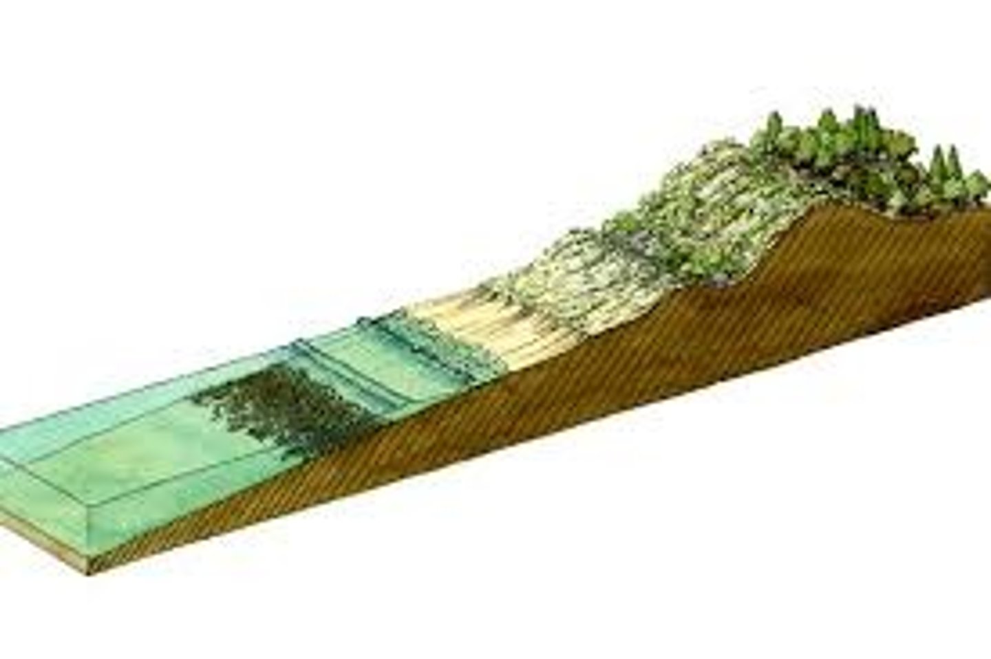 <p>A method used to study the distribution and number of stationary and slow-moving organisms along a line</p>